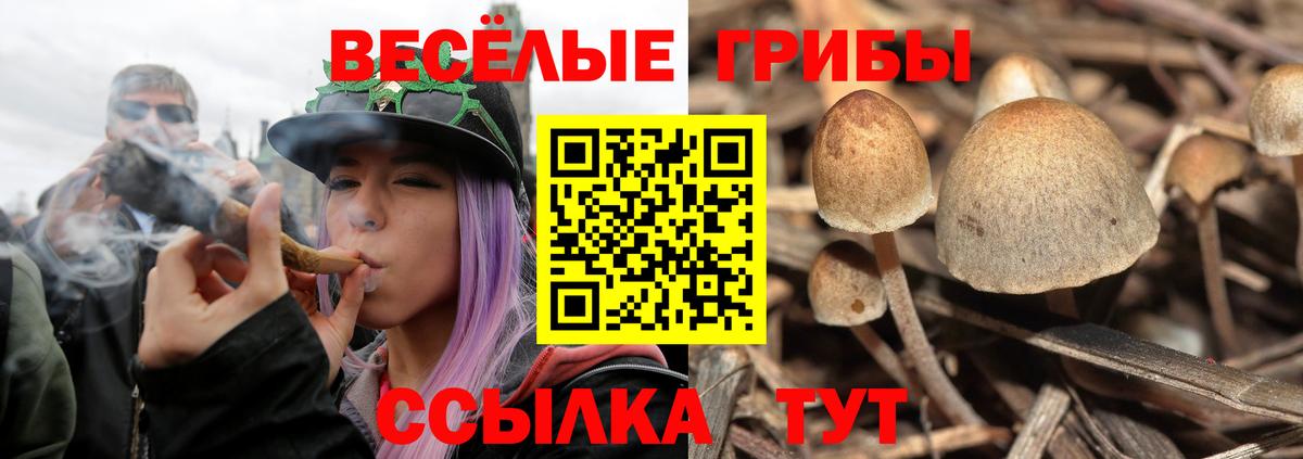 Костомукша  Псилоцибиновые грибы MAGIC MUSHROOMS  Вход с VPN  Псилоцибиновые грибы Cubensis 